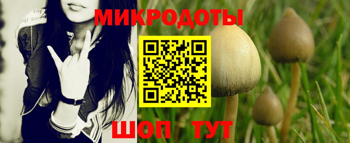 Галлюциногенные грибы Psilocybe Урус-Мартан